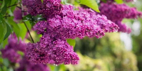 Lilac: top 150 fotografií odrůd a druhů. Pěstování šeříků na zahradě. Tipy pro výsadbu, péči, reprodukci. Výhody a použití šeříku. Video návody od zkušených zahradníků